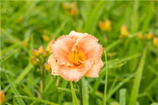 Hemerocallis, orange - Hemerocallis, orange