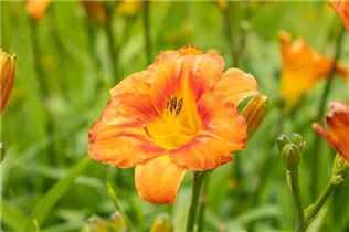 Hemerocallis, orange - Hemerocallis, orange