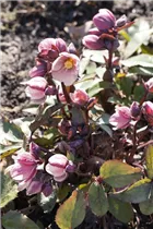 Helleborus x ericsmithii 'HGC Pink Frost'® - Frühlings-Schneerose 'HGC Pink Frost'®