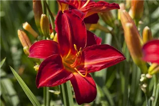 Hemerocallis, rot - Hemerocallis, rot
