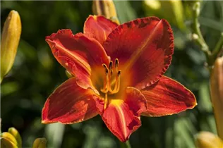 Hemerocallis, rot - Hemerocallis, rot