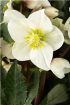 Helleborus x ericsmithii 'HGC Shooting Star'® - Christrose 'HGC Shooting Star'®