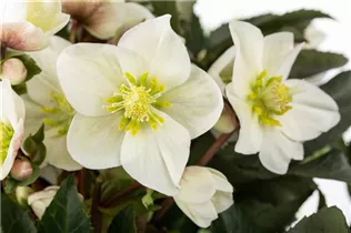 Helleborus x ericsmithii 'HGC Shooting Star'® - Christrose 'HGC Shooting Star'®