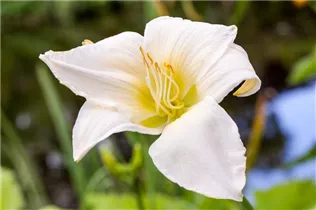 Hemerocallis, weiß - Hemerocallis, weiß