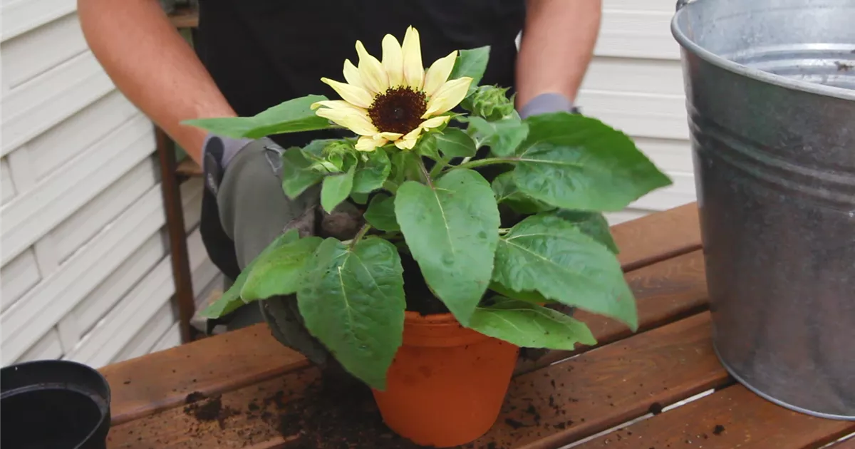  - Sonnenblume - Einpflanzen in ein Gefäß