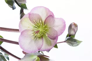 Helleborus x ericsmithii 'Pennys Pink' - Christrose 'Pennys Pink'
