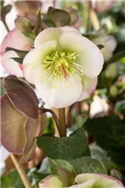 Helleborus x ericsmithii Sally's Shell - Christrose