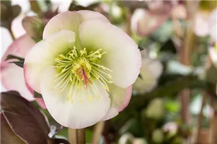 Helleborus x ericsmithii Sally's Shell - Christrose