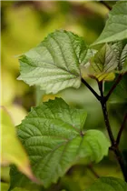 Heptacodium miconioides - Sieben-Söhne-des-Himmels-Strauch Heptacodium miconioides - Sieben-Söhne-des-Himmels-Strauch
