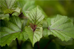 Heptacodium miconioides - Sieben-Söhne-des-Himmels-Strauch Heptacodium miconioides - Sieben-Söhne-des-Himmels-Strauch