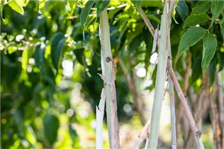Heptacodium miconioides - Sieben-Söhne-des-Himmels-Strauch Heptacodium miconioides - Sieben-Söhne-des-Himmels-Strauch