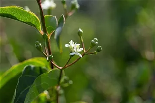 Heptacodium miconioides - Sieben-Söhne-des-Himmels-Strauch Heptacodium miconioides - Sieben-Söhne-des-Himmels-Strauch