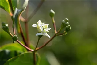 Heptacodium miconioides - Sieben-Söhne-des-Himmels-Strauch Heptacodium miconioides - Sieben-Söhne-des-Himmels-Strauch