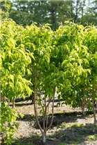 Heptacodium miconioides - Sieben-Söhne-des-Himmels-Strauch Heptacodium miconioides - Sieben-Söhne-des-Himmels-Strauch