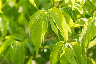 Heptacodium miconioides - Sieben-Söhne-des-Himmels-Strauch Heptacodium miconioides - Sieben-Söhne-des-Himmels-Strauch