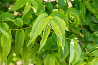 Heptacodium miconioides - Sieben-Söhne-des-Himmels-Strauch Heptacodium miconioides - Sieben-Söhne-des-Himmels-Strauch