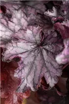 Heuchera 'Little Prince' - Purpurglöckchen 'Little Prince'
