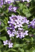Hesperis matronalis - Gewöhnliche Nachtviole