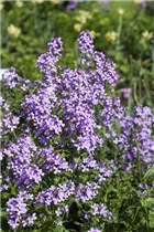 Hesperis matronalis - Gewöhnliche Nachtviole