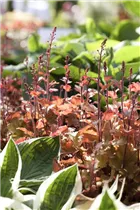 Heuchera 'Marmalade'(s) - Purpurglöckchen