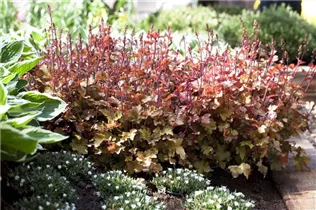 Heuchera 'Marmalade'(s) - Purpurglöckchen