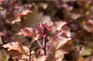 Heuchera 'Marmalade'(s) - Purpurglöckchen