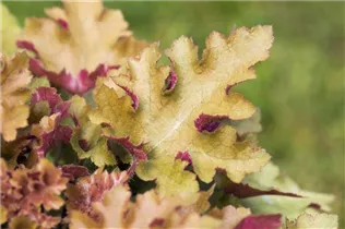 Heuchera 'Marmalade'(s) - Purpurglöckchen