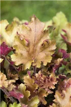 Heuchera 'Marmalade'(s) - Purpurglöckchen