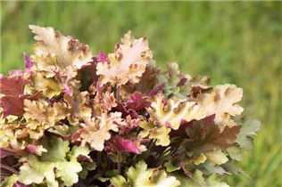 Heuchera 'Marmalade'(s) - Purpurglöckchen