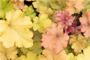 Heuchera 'Marmalade'(s) - Purpurglöckchen