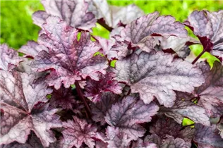 Heuchera 'Amethyst Myst' - Purpurglöckchen