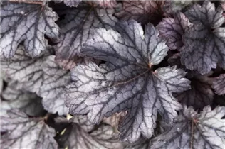 Heuchera micrantha 'Cinnabar Silver' - Purpurglöckchen 'Cinnabar Silver'