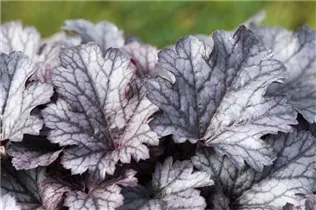 Heuchera micrantha 'Cinnabar Silver' - Purpurglöckchen 'Cinnabar Silver'