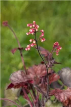 Heuchera micrantha 'Melting Fire' - Garten-Silberglöckchen 'Melting Fire'