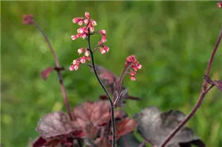 Heuchera micrantha 'Melting Fire' - Garten-Silberglöckchen 'Melting Fire'