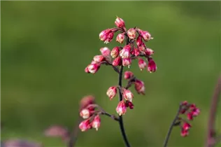 Heuchera micrantha 'Melting Fire' - Garten-Silberglöckchen 'Melting Fire'