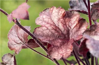 Heuchera micrantha 'Melting Fire' - Garten-Silberglöckchen 'Melting Fire'