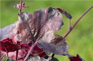 Heuchera micrantha 'Melting Fire' - Garten-Silberglöckchen 'Melting Fire'