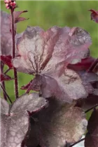 Heuchera micrantha 'Melting Fire' - Garten-Silberglöckchen 'Melting Fire'