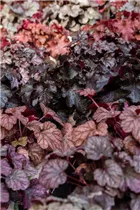 Heuchera micrantha 'Obsidian' - Garten-Silberglöckchen 'Obsidian'