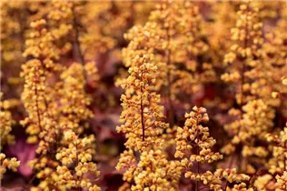 Heuchera Little Cuties 'Blondie' - Purpurglöckchen Little Cuties 'Blondie'
