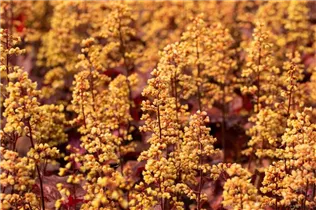 Heuchera Little Cuties 'Blondie' - Purpurglöckchen Little Cuties 'Blondie'