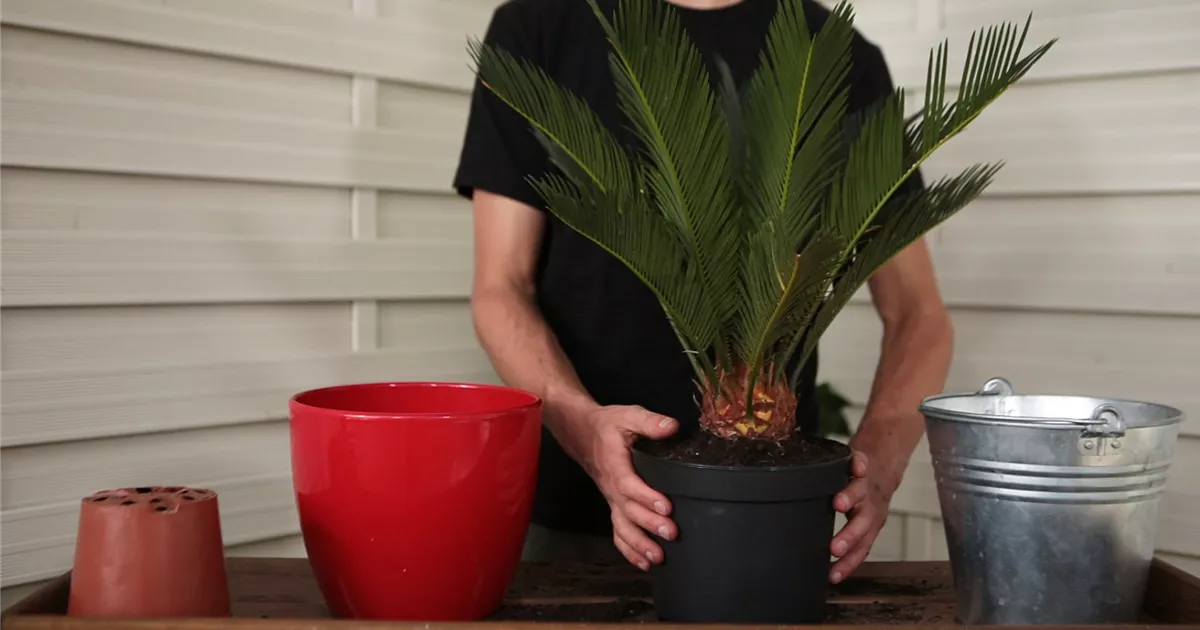  - Palmfarn - Umtopfen