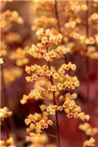 Heuchera Little Cuties 'Blondie' - Purpurglöckchen Little Cuties 'Blondie'