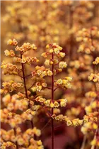 Heuchera Little Cuties 'Blondie' - Purpurglöckchen Little Cuties 'Blondie'