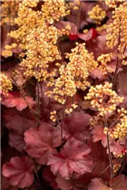 Heuchera Little Cuties 'Blondie' - Purpurglöckchen Little Cuties 'Blondie'