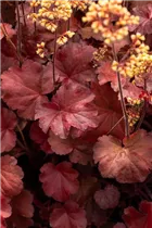 Heuchera Little Cuties 'Blondie' - Purpurglöckchen Little Cuties 'Blondie'