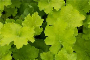 Heuchera 'Rex Lime'(s) - Purpurglöckchen
