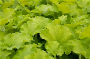 Heuchera 'Rex Lime'(s) - Purpurglöckchen