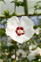 Hibiscus syriacus 'Red Heart' - Garteneibisch 'Red Heart'